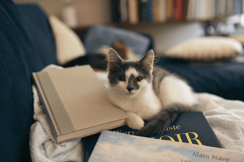 Die Save the Cat! Methode: Dein neuer&nbsp;Schreibbuddy